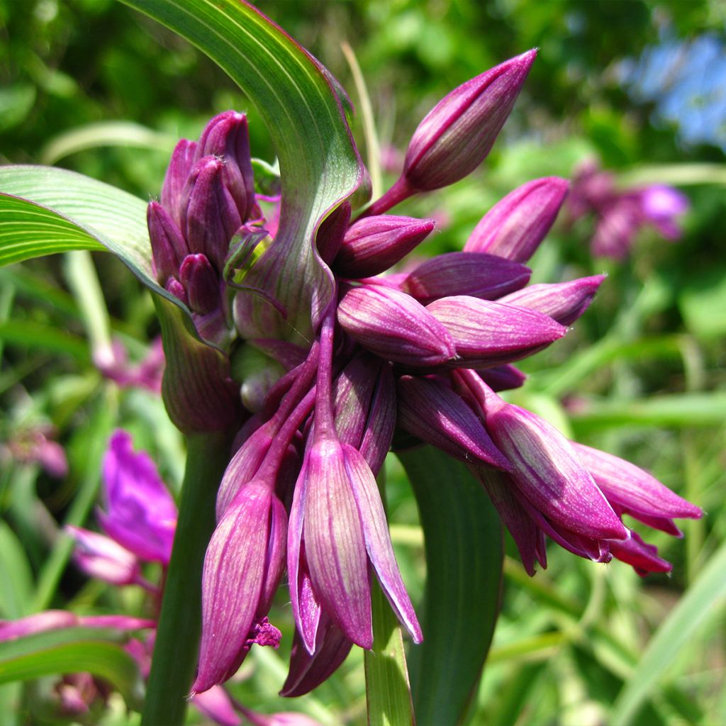 Tradescantia andersoniana Red Grape - Spiderwort