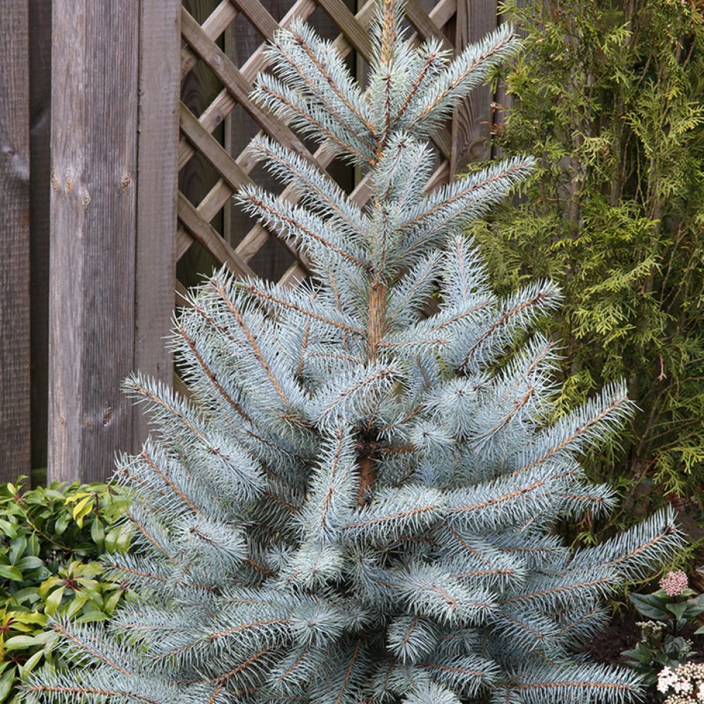 Epicéa bleu - Picea pungens Edith