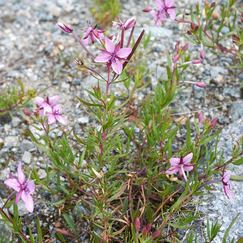 Epilobium fleischeri