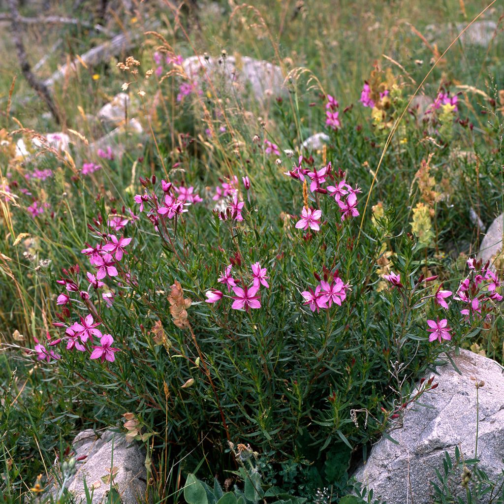 Epilobium fleischeri