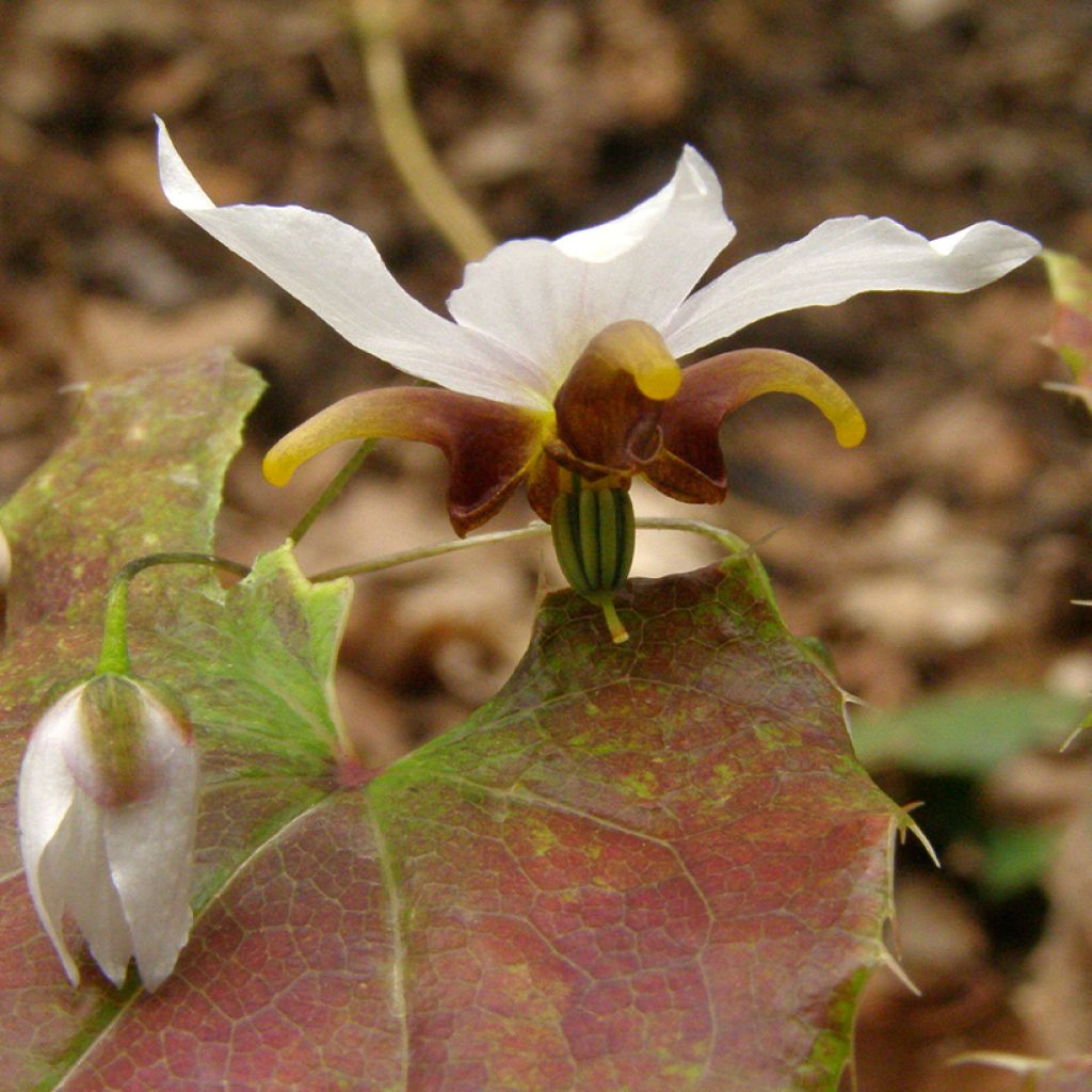 Epimedium Amanogawa, Fleur des elfes