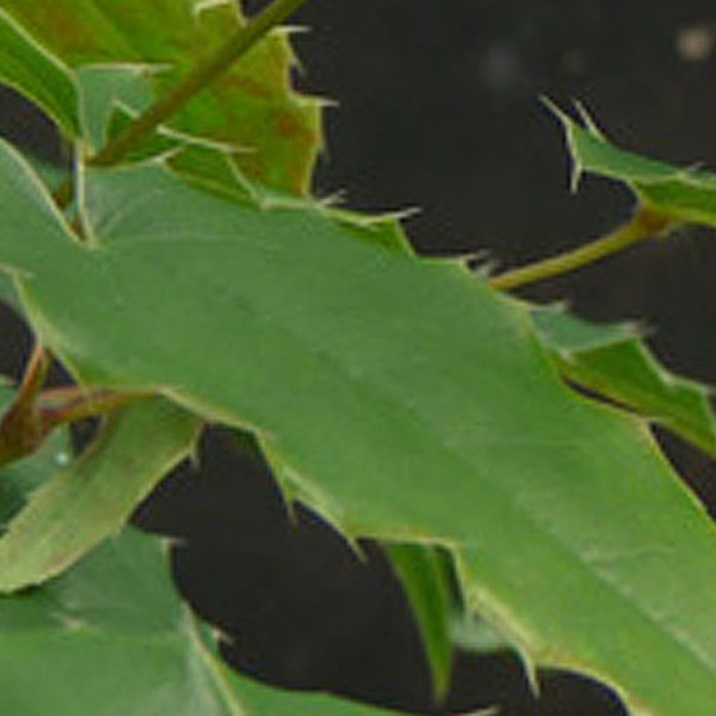 Fleur des Elfes, Epimedium Domino