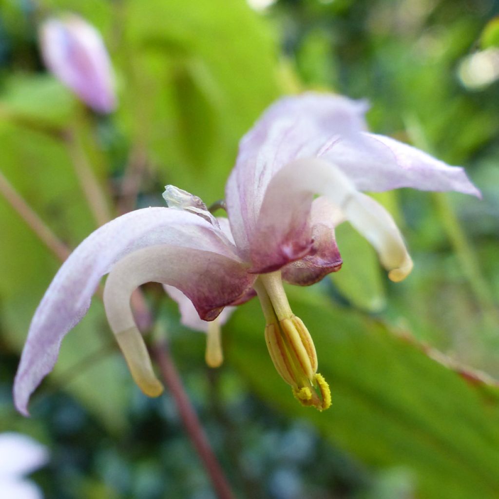 Epimedium Enchantress - Barrenwort
