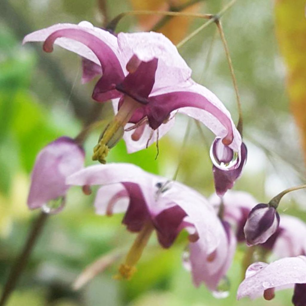 Epimedium Kaguyahime - Barrenwort