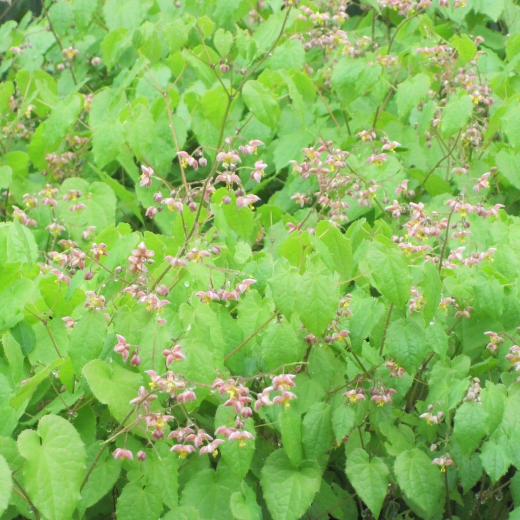 Epimedium alpinum - Fleur des elfes rouge et jaune