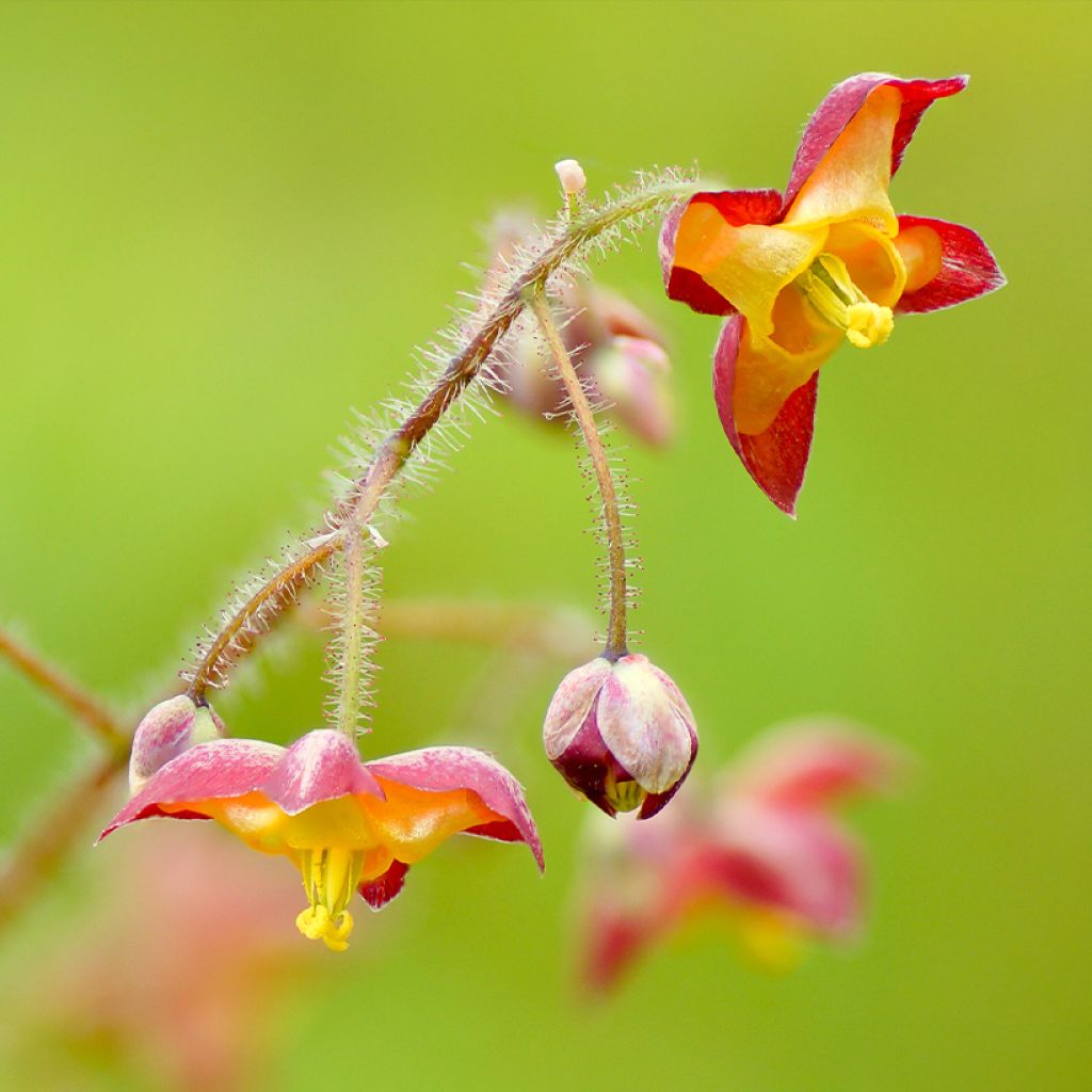 Epimedium alpinum - Barrenwort