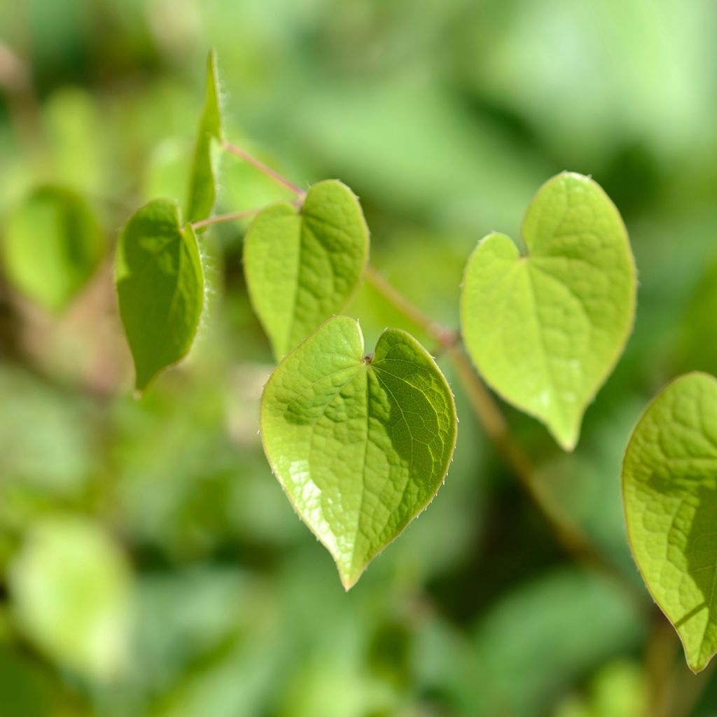 Epimedium alpinum - Barrenwort