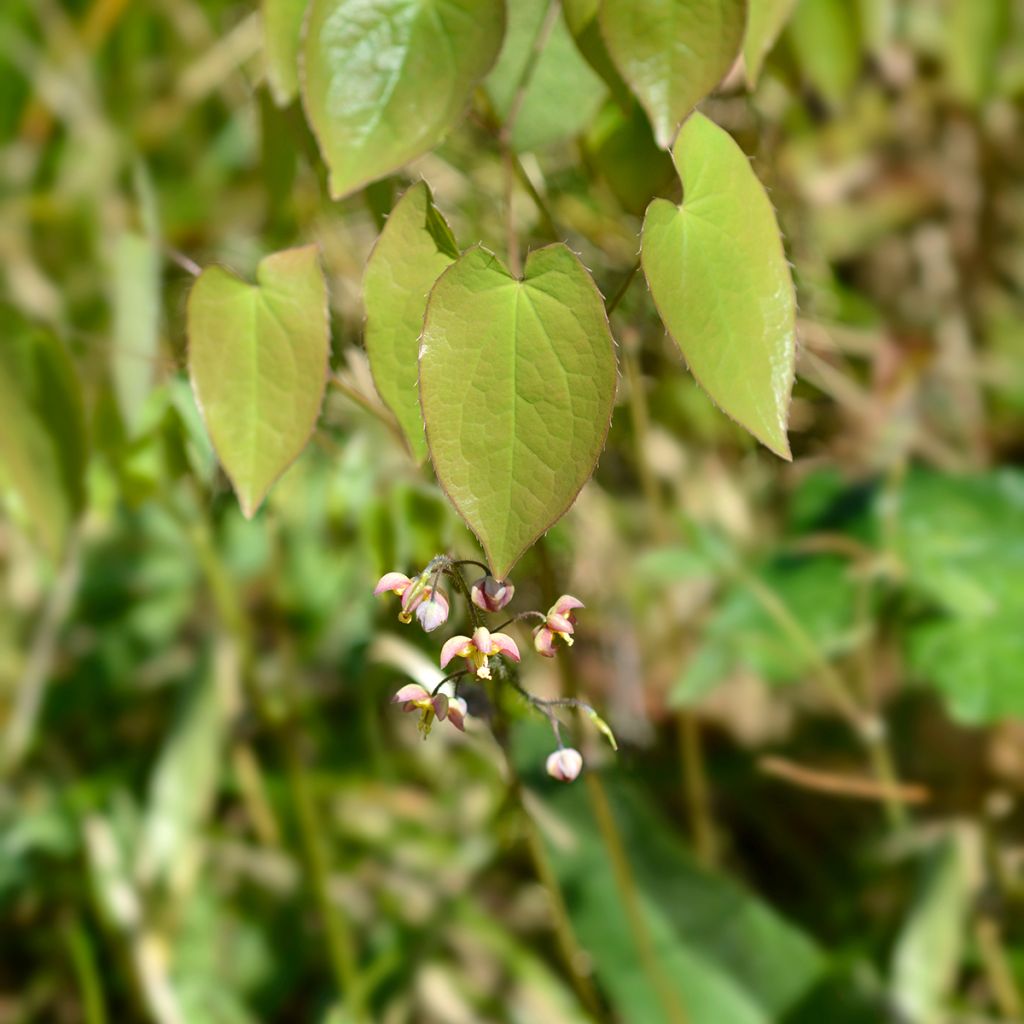 Epimedium alpinum - Barrenwort