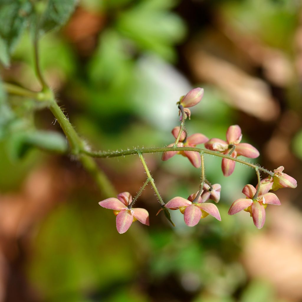 Epimedium alpinum - Barrenwort