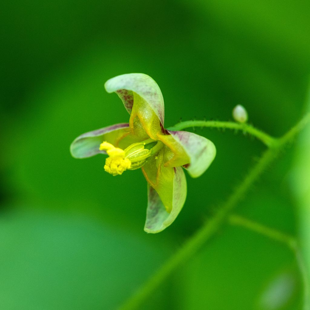 Epimedium alpinum - Barrenwort