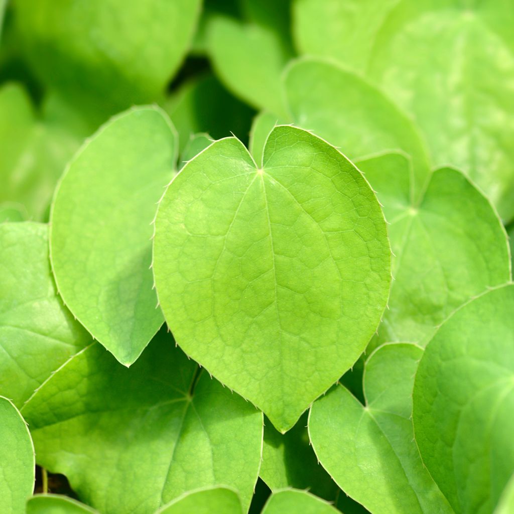 Epimedium alpinum - Barrenwort