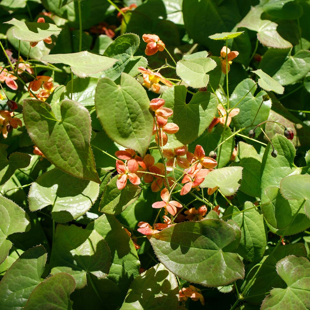 Epimedium alpinum - Barrenwort