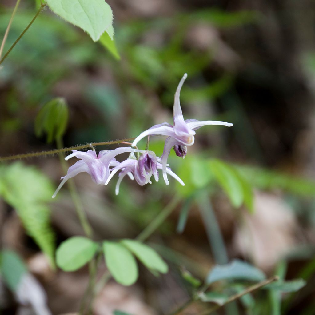 Epimedium grandiflorum - Fairy Wings