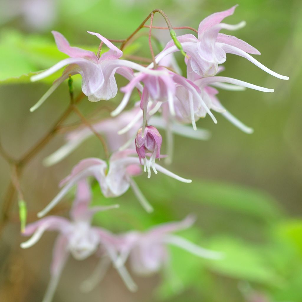 Epimedium grandiflorum - Fairy Wings