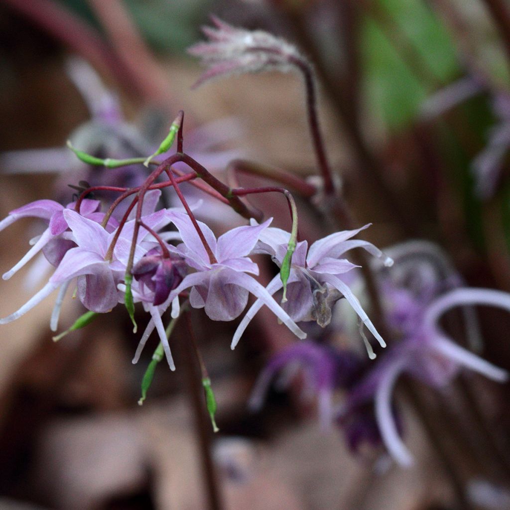 Epimedium grandiflorum - Fairy Wings