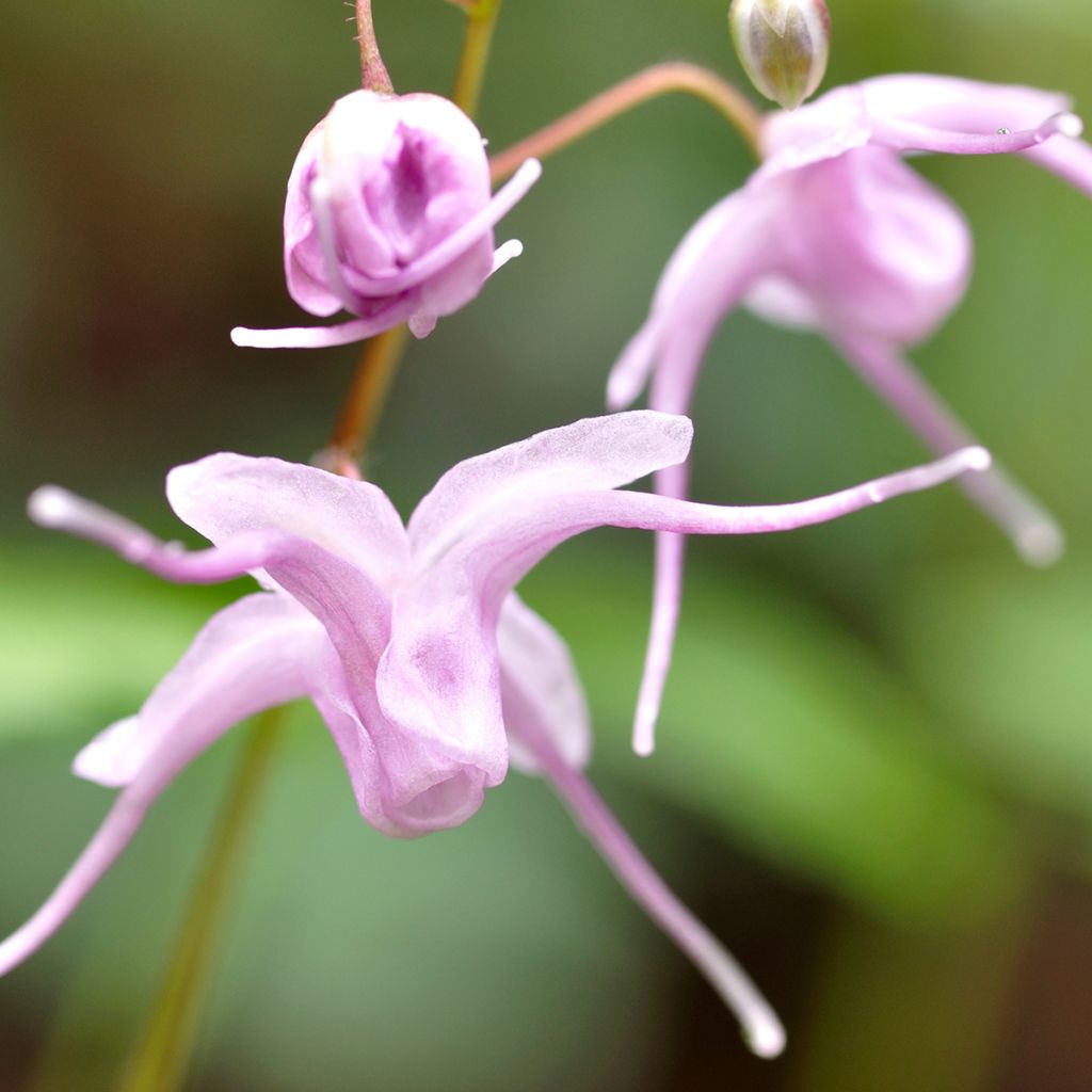 Epimedium grandiflorum - Fairy Wings