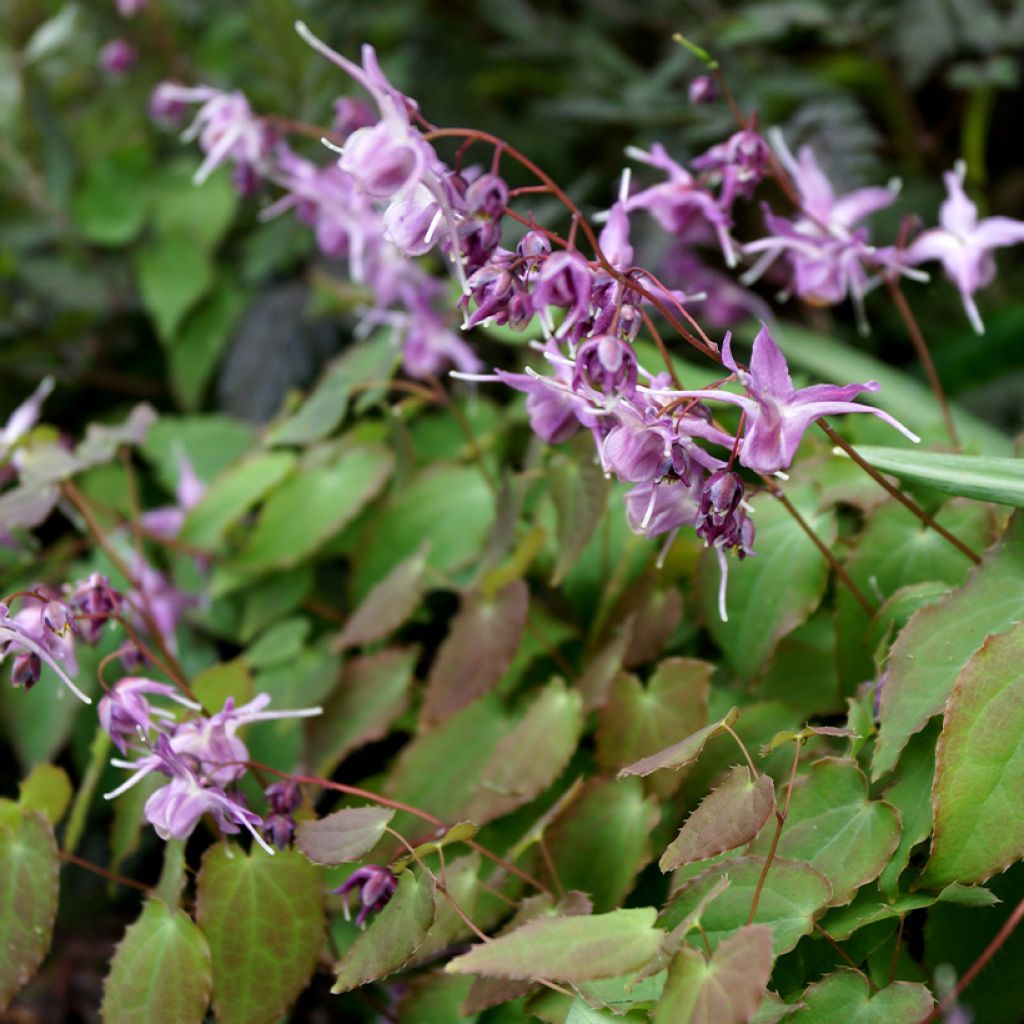 Epimedium grandiflorum Lilafee - Fairy Wings