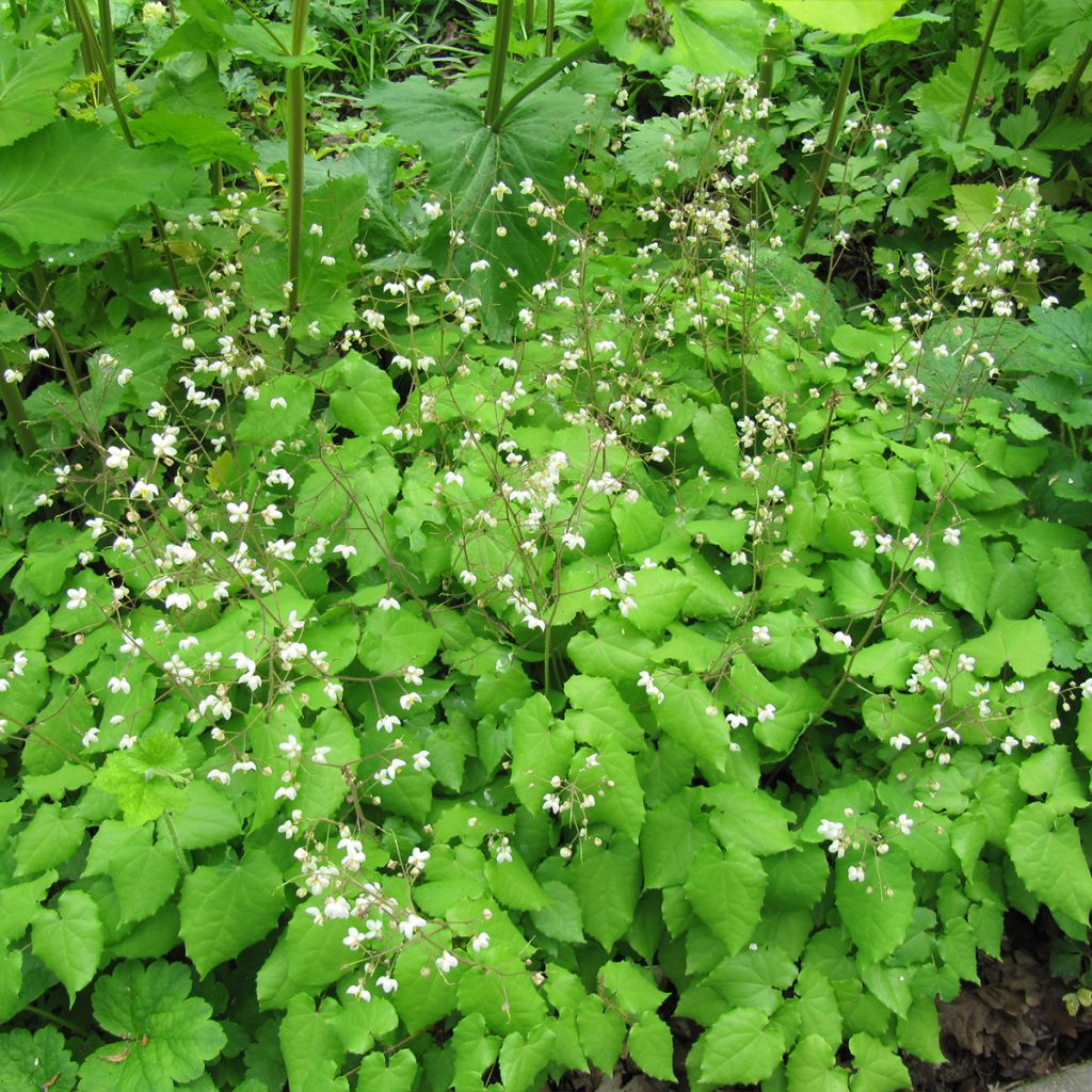 Epimedium grandiflorum Rubinkrone - Barrenwort