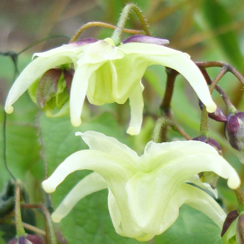 Epimedium grandiflorum subsp. koreanum La Rocaille - Barrenwort