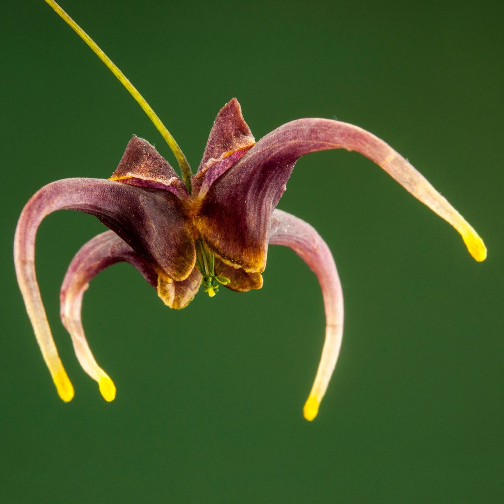 Epimedium omeiensis Stormcloud, Fleur des elfes