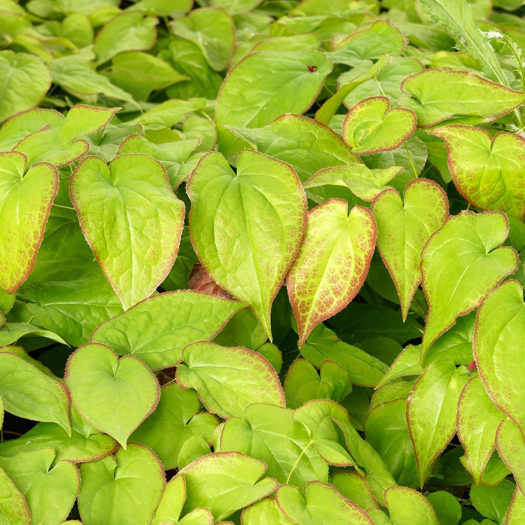 Epimedium perralchicum Fröhnleiten - Barrenwort