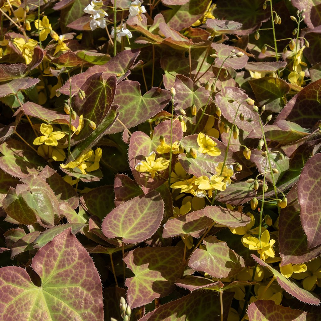 Epimedium perralchicum Fröhnleiten - Barrenwort