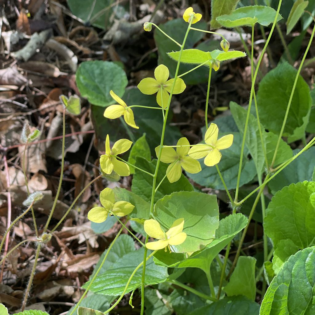 Epimedium perralderianum - Barrenwort