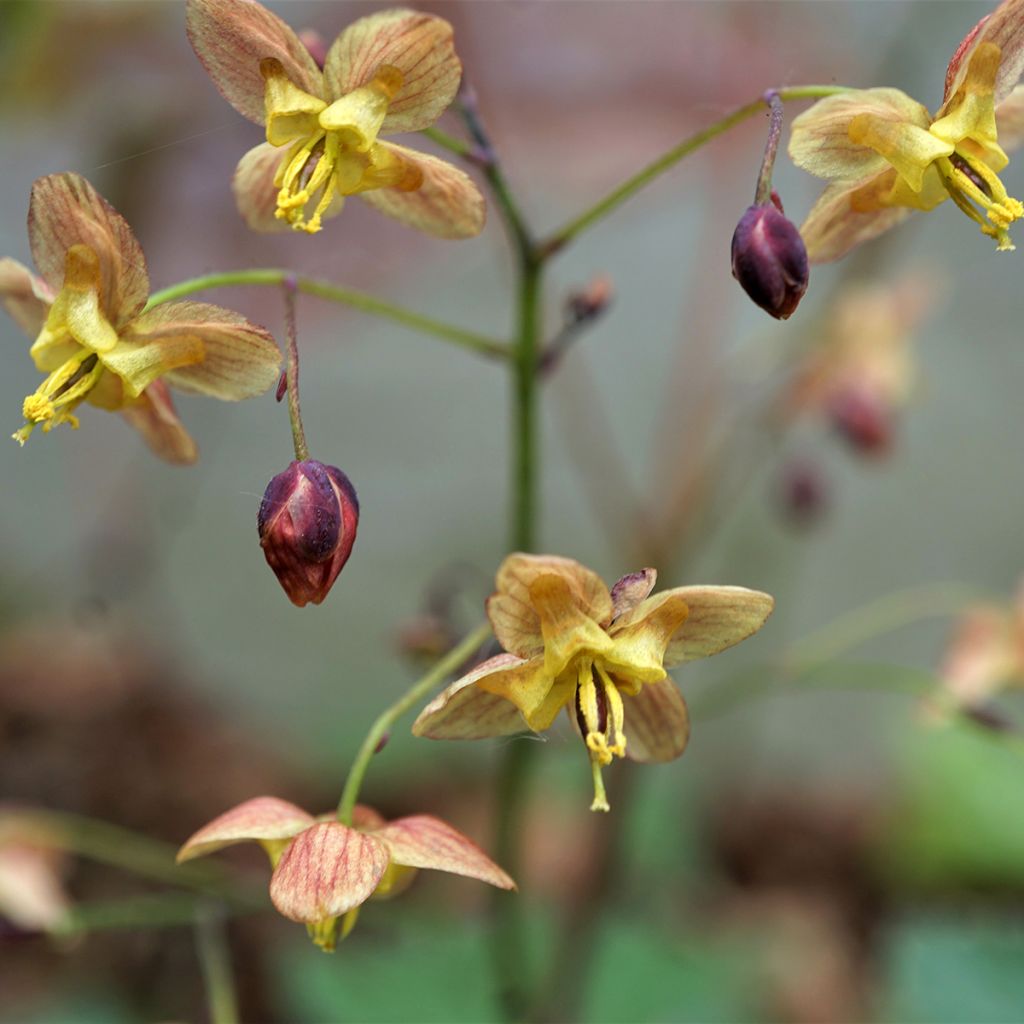 Epimedium pinnatum subsp. colchicum Black Sea - Barrenwort