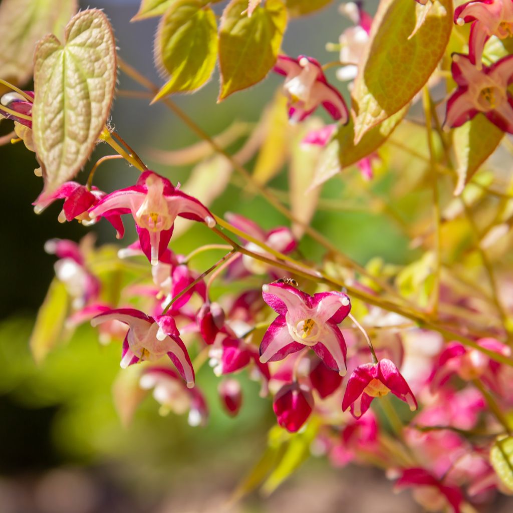 Epimedium x rubrum - Barrenwort