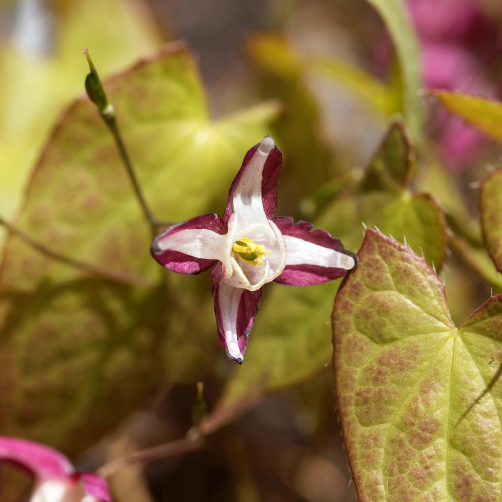 Epimedium x rubrum - Barrenwort