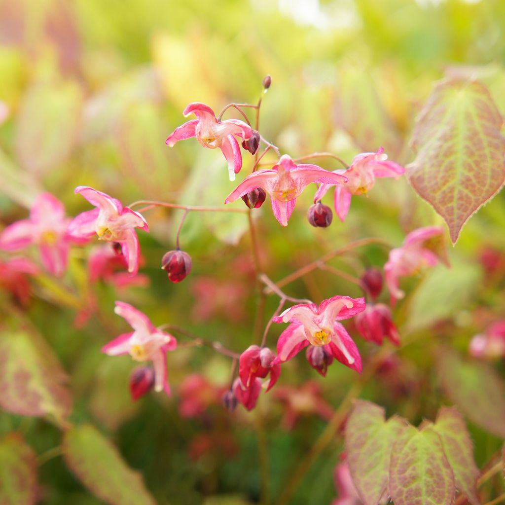 Epimedium x rubrum - Barrenwort