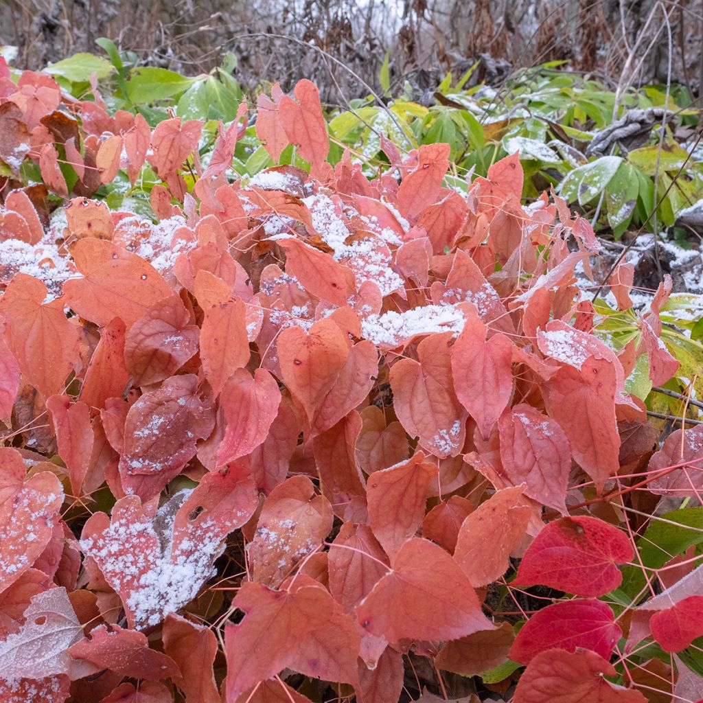 Epimedium x rubrum - Barrenwort