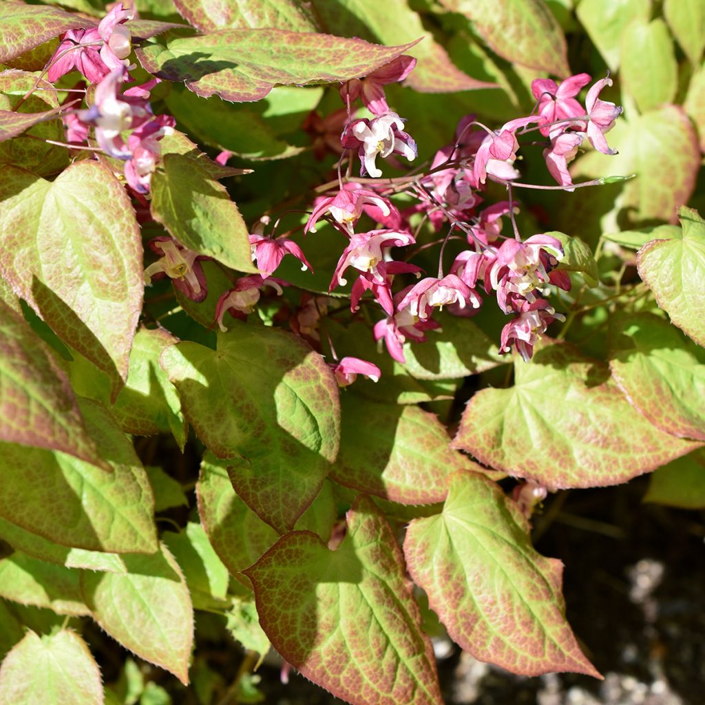 Epimedium x rubrum - Barrenwort