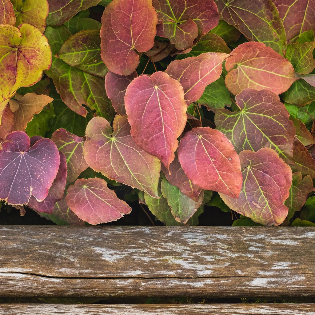 Epimedium x rubrum - Barrenwort