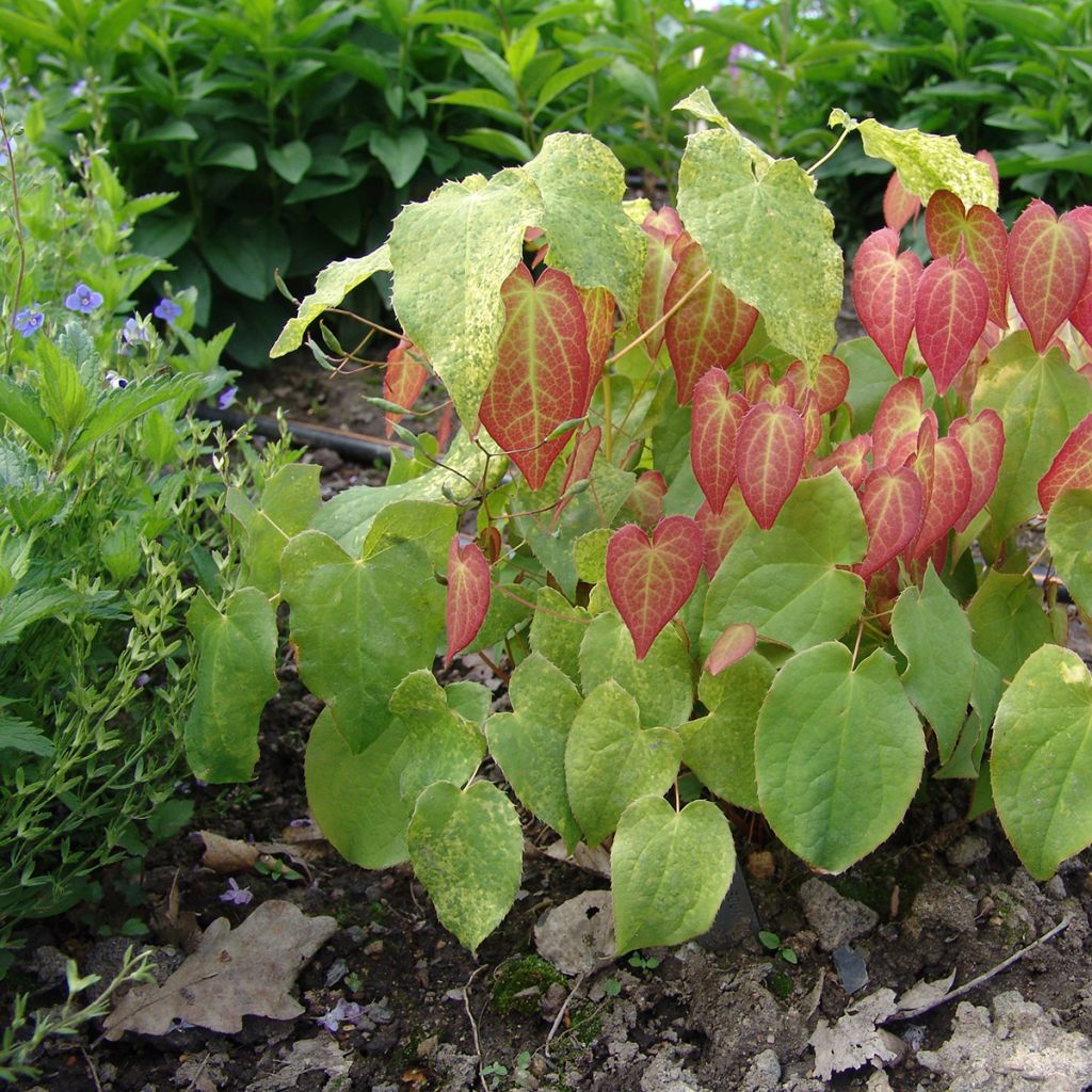 Epimedium x rubrum - Barrenwort