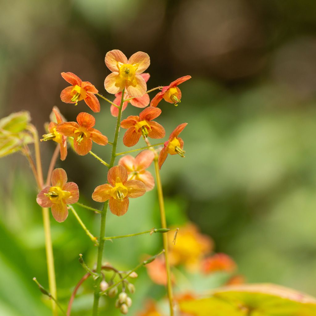 Epimedium x warleyense - Barrenwort