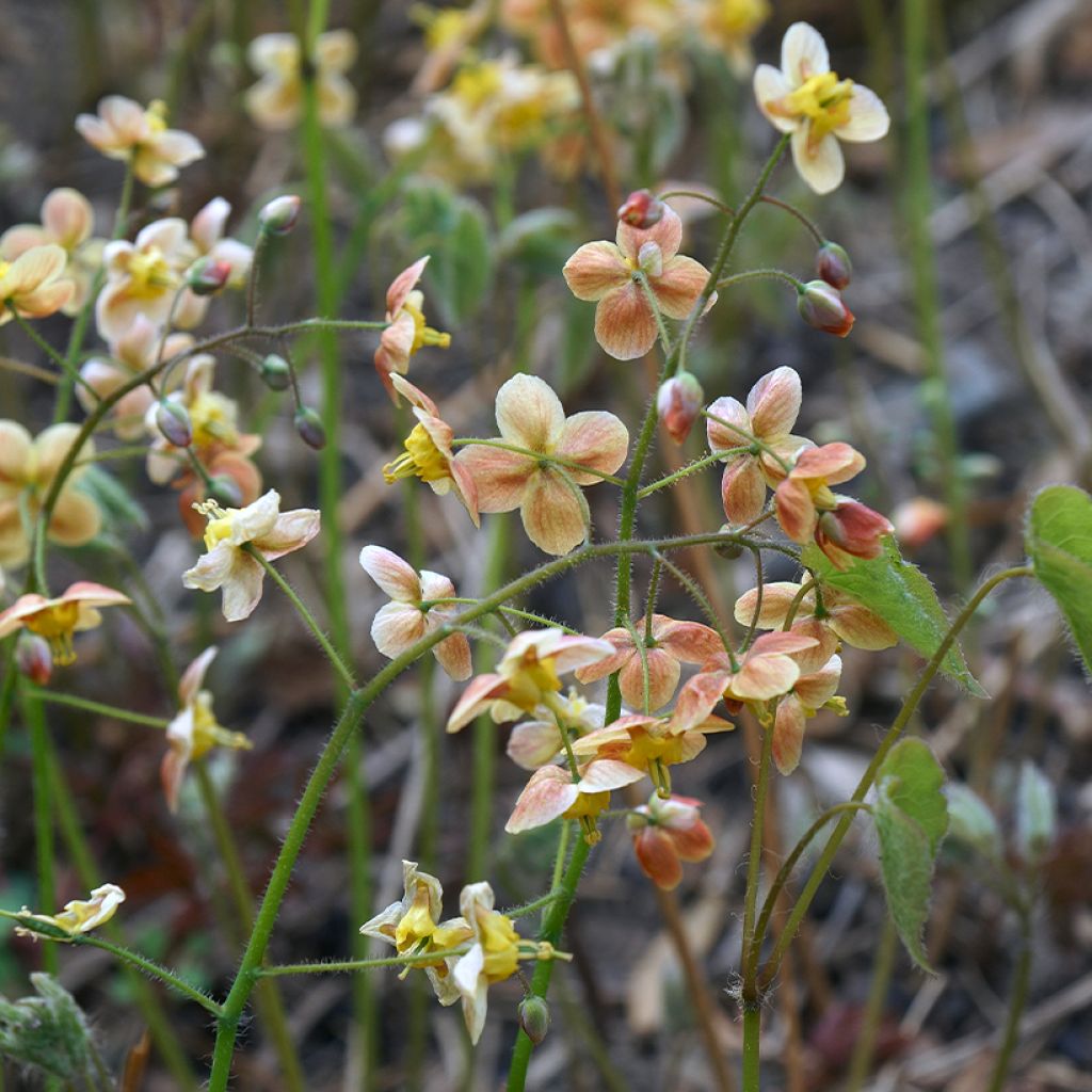 Epimedium x warleyense - Barrenwort