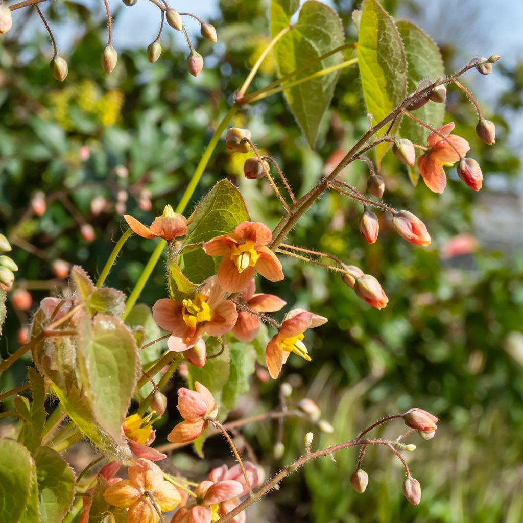 Epimedium x warleyense - Barrenwort