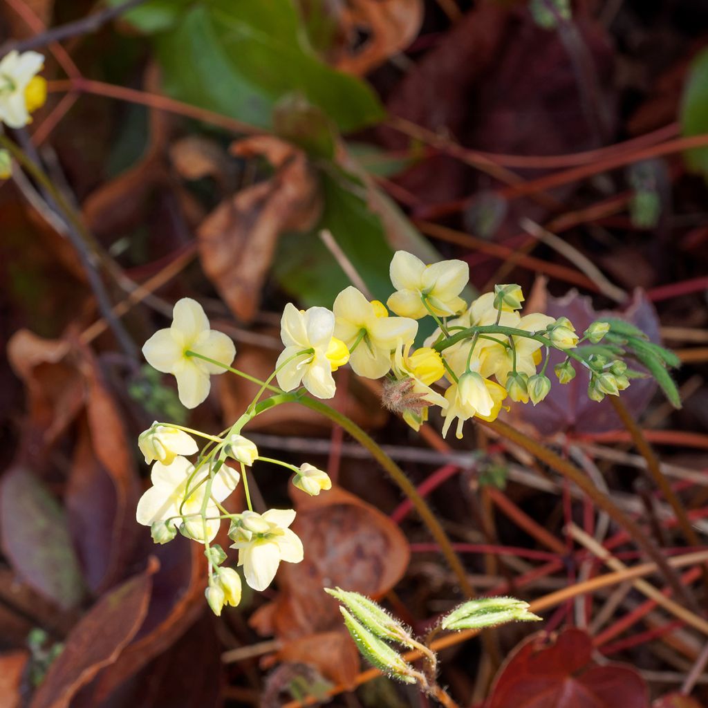 Epimedium x versicolor Sulphureum - Barrenwort