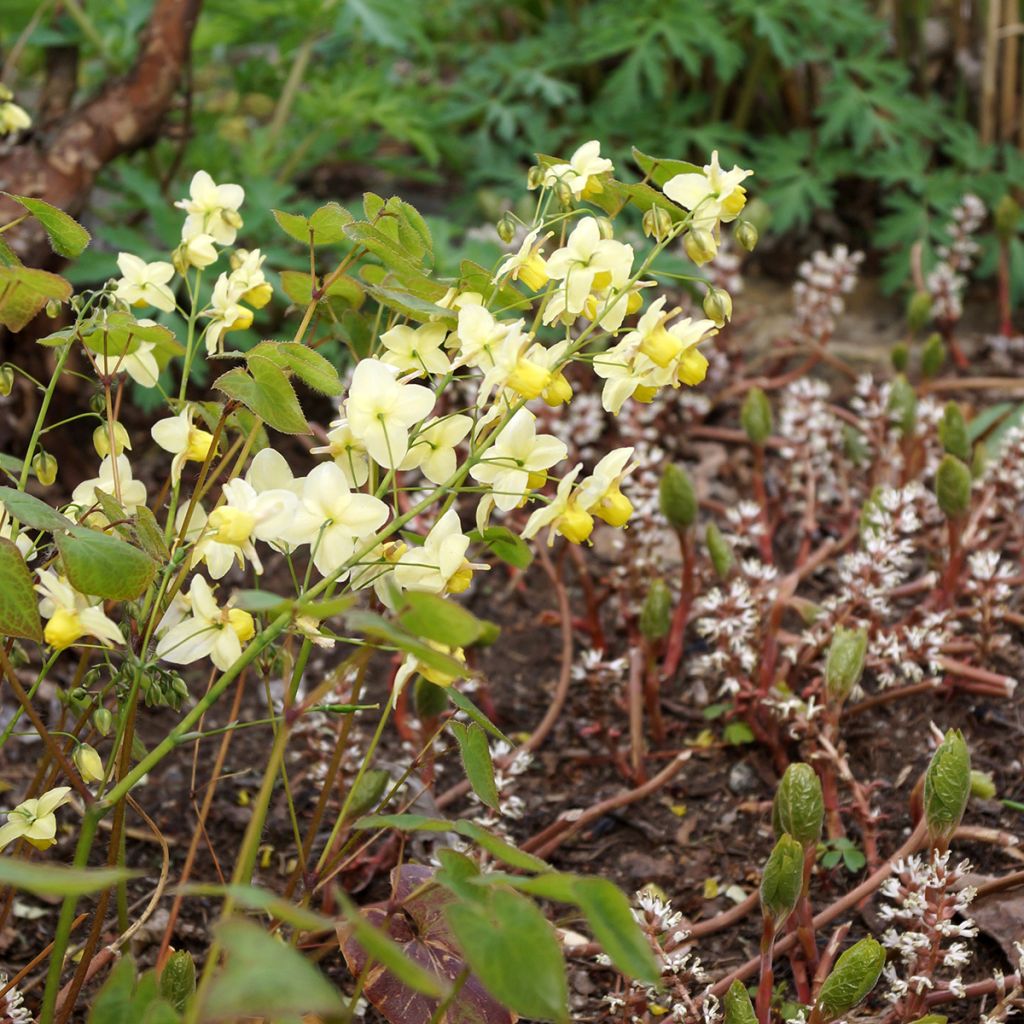 Epimedium x versicolor Sulphureum - Barrenwort