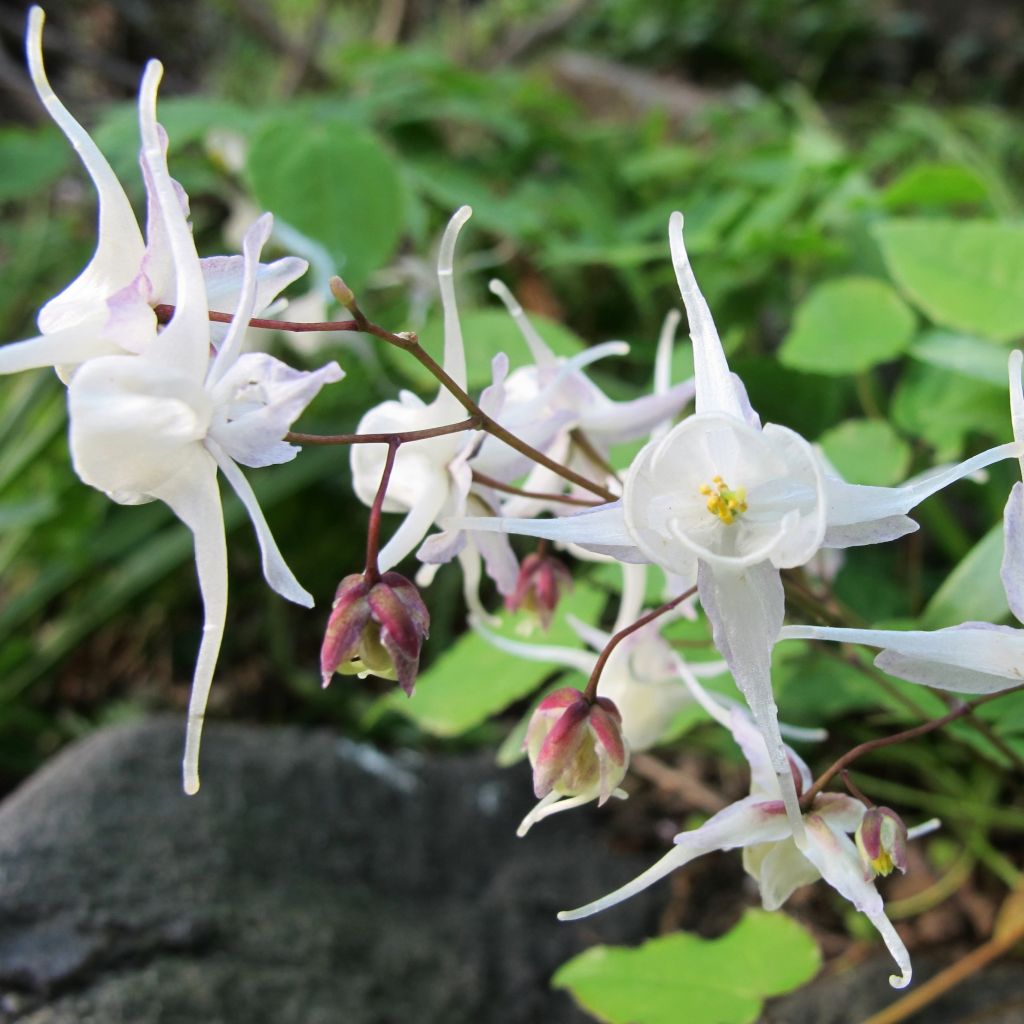 Epimedium youngianum Niveum, Fleur des elfes