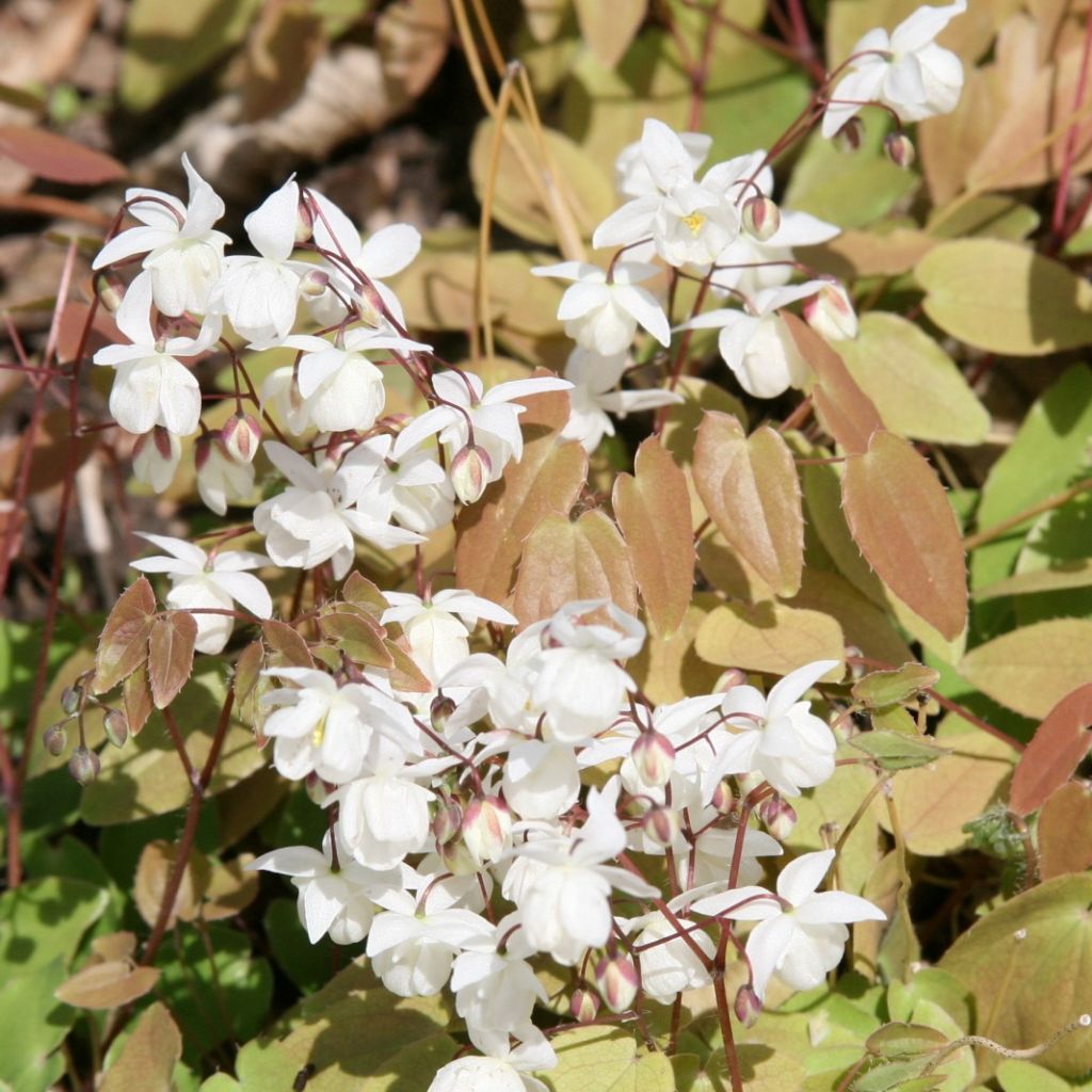 Epimedium youngianum Niveum, Fleur des elfes