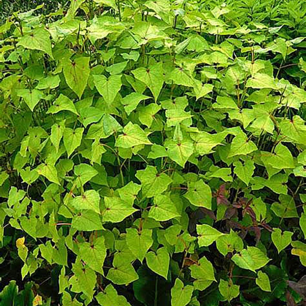 Epinard d'Asie, Epinard arbustif - Fagopyrum dibotrys (F. cymosum)