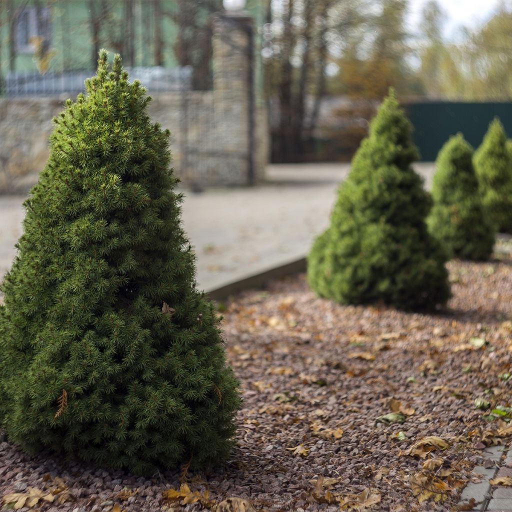 Picea glauca Conica