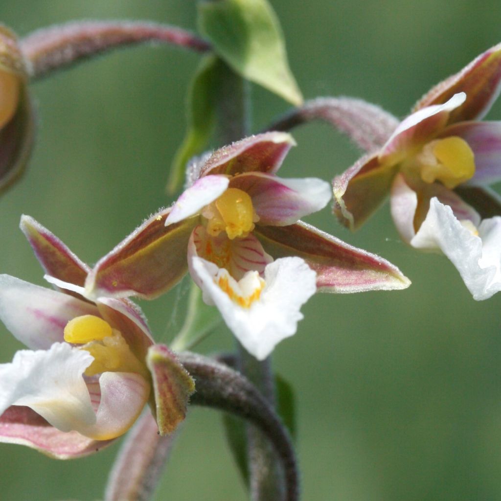 Epipactis palustris, Orchidée des marais