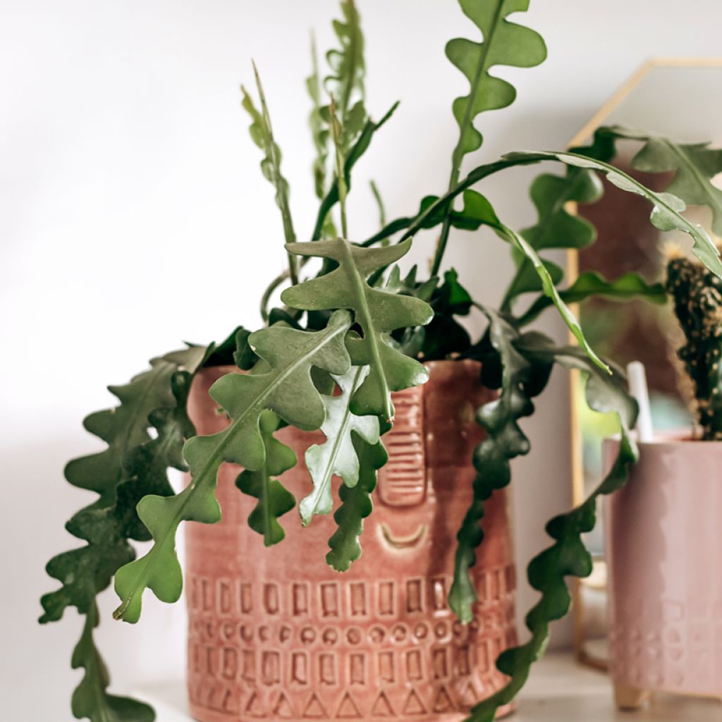 Fishbone cactus - Epiphyllum anguliger