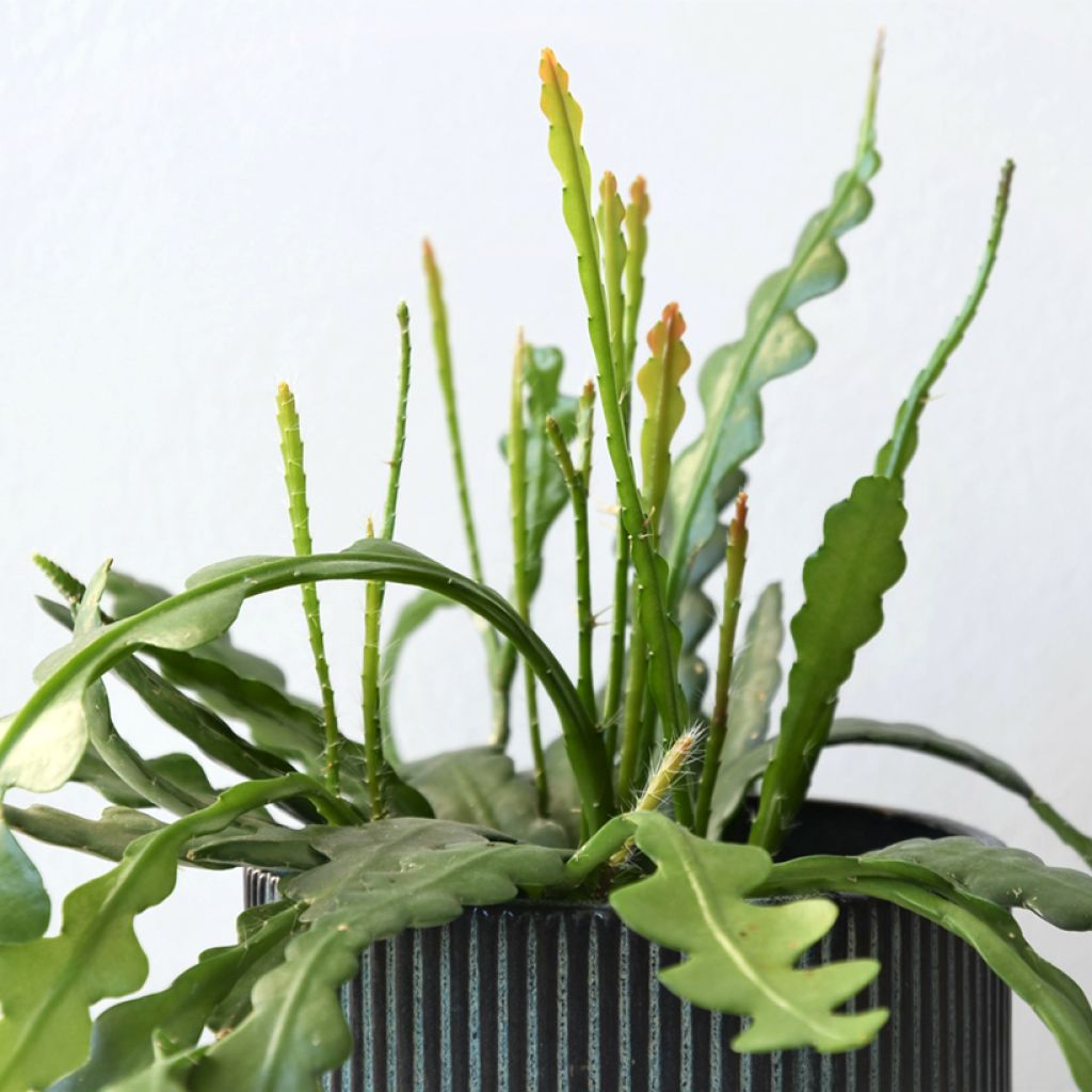 Fishbone cactus - Epiphyllum anguliger