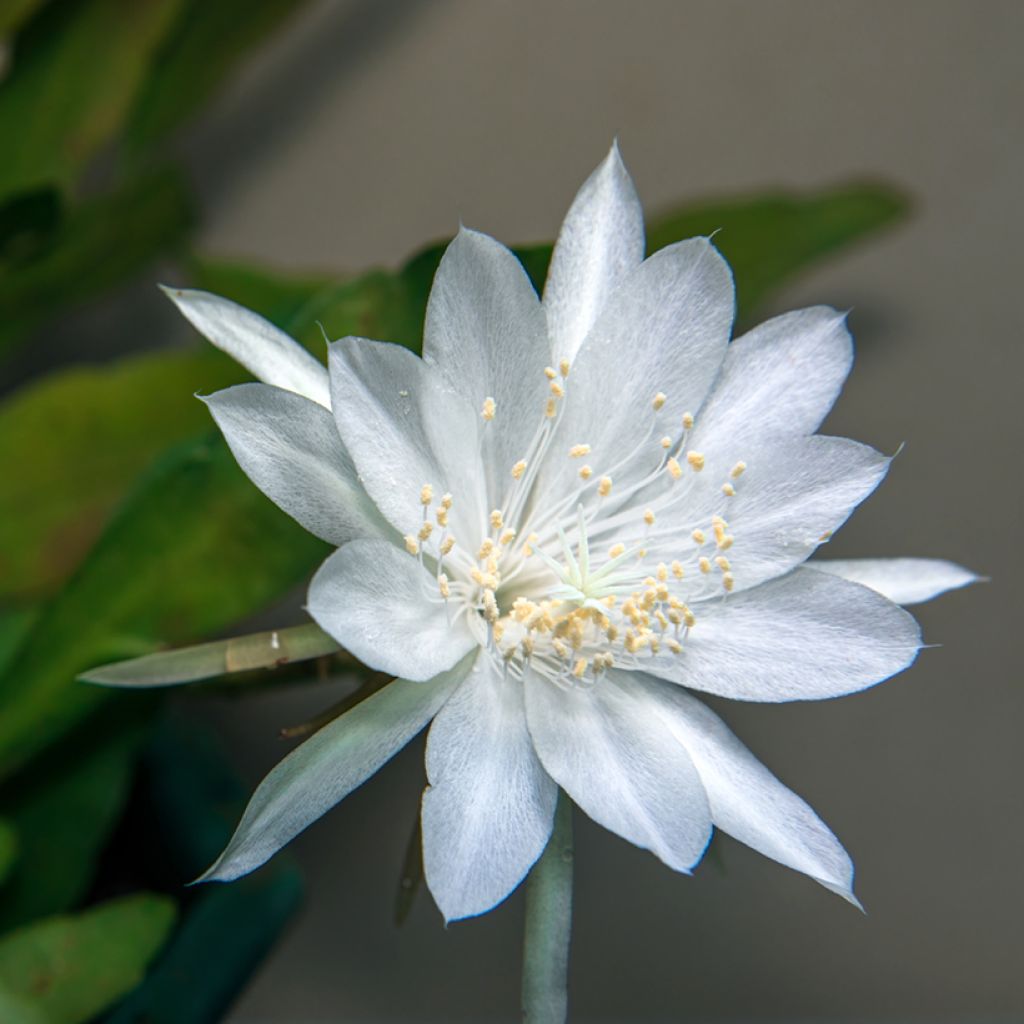 Fishbone cactus - Epiphyllum anguliger