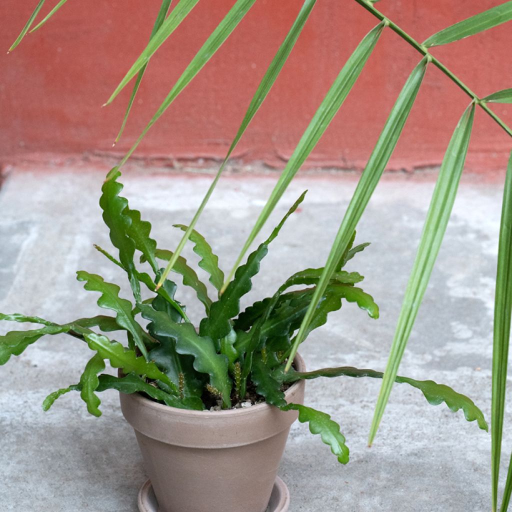 Fishbone cactus - Epiphyllum anguliger