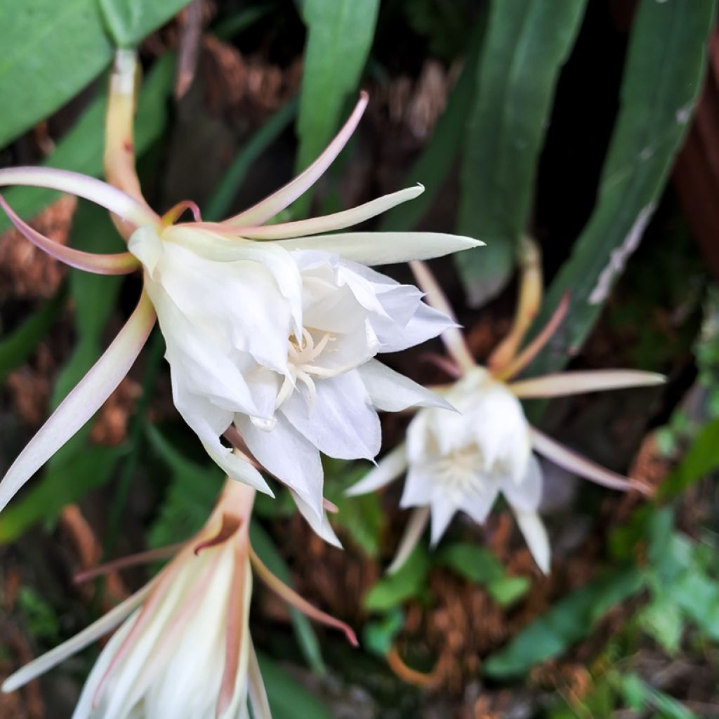 Fishbone cactus - Epiphyllum anguliger